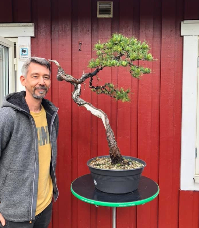 Scots Pine bonsai